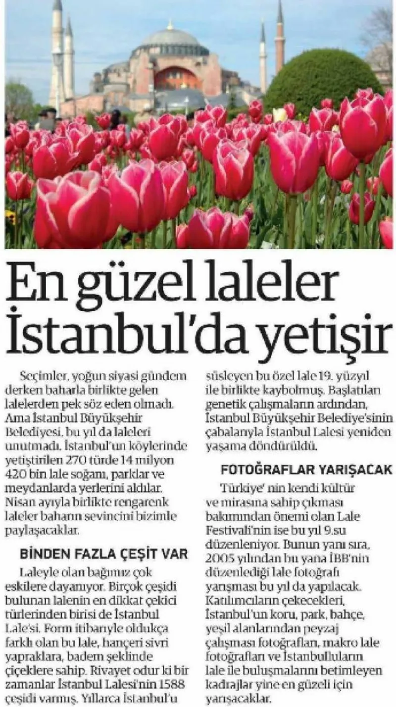 En Güzel Laleler İstanbul´da Yetişir (Yeni Şafak Gazetesi)